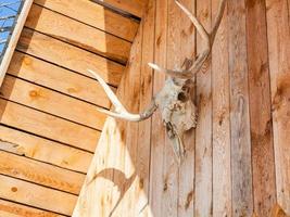 side view of skull of moose on country house photo