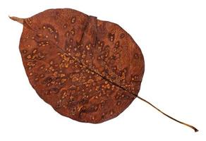 decayed autumn leaf of pear tree isolated photo