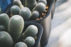 cactus in pot. home plant decoration concept. photo