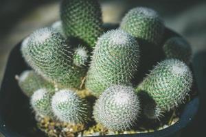 cactus en maceta. concepto de decoración de plantas caseras. foto