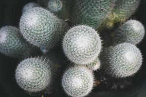 cactus in pot. home plant decoration concept. photo