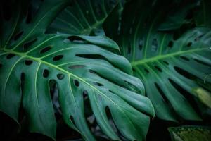 Monstera, Swiss Cheese Plant leaf background. home plant concept. photo