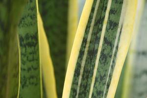 snake plant in garden. house plant decoration concept. photo