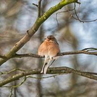 single chaffinch on a tree in the winter photo