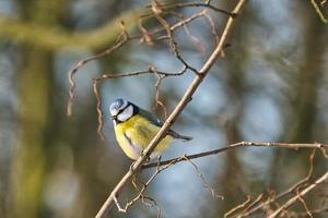 tit azul en el invierno en un árbol foto