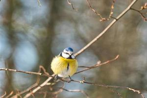 blue tit in  the winter on a tree photo