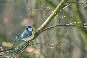 blue tit in  the winter on a tree photo
