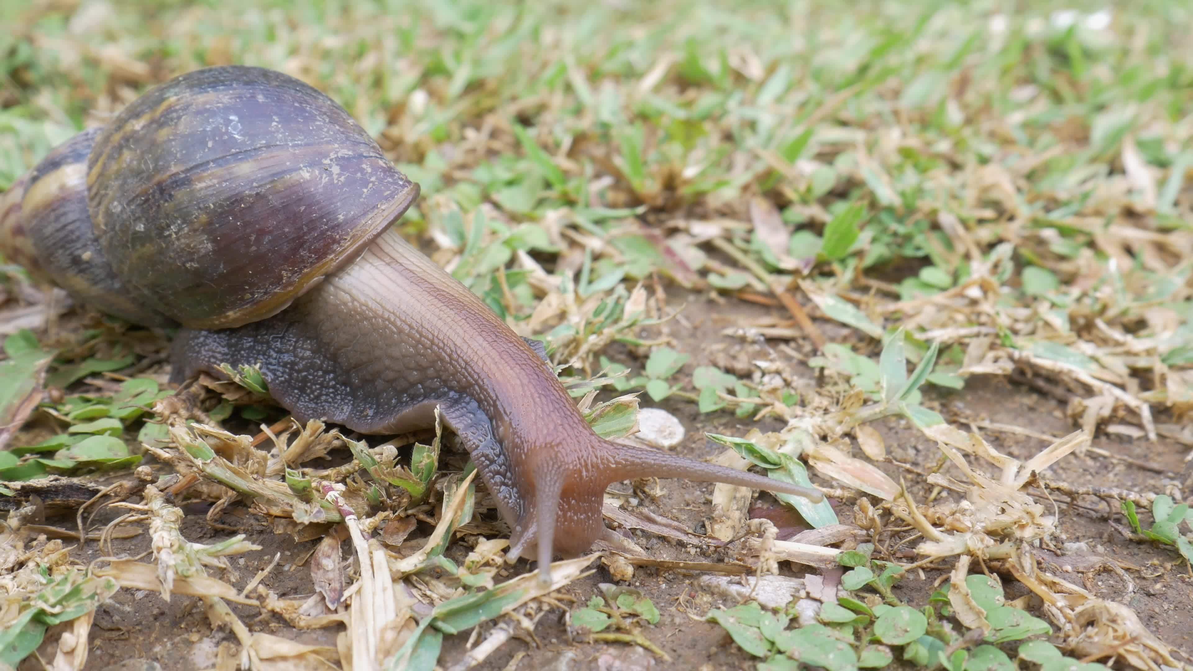 Big snail in shell crawling on grass field in the morning , Helix