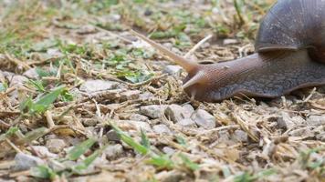 stor snigel i skal krypande på gräs fält i de morgon- , helix pomatia också roman snigel, vinröd snigel, ätlig snigel eller escargot sommar dag i trädgård video