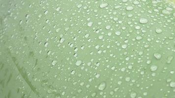 Abstract background of green banana leaves with water drops, rainy season nature concept. video