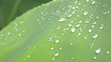 Abstract background of green banana leaves with water drops, rainy season nature concept. video
