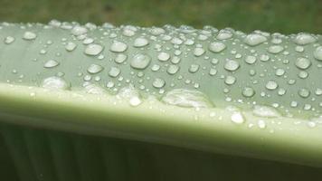 Abstract background of green banana leaves with water drops, rainy season nature concept. video