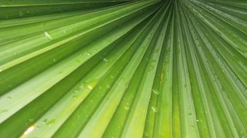 Abstract Patterned green leaf background with close-up raindrops, rainy season concept. video