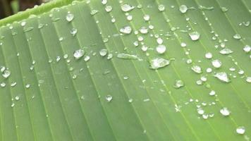 Abstract background of green banana leaves with water drops, rainy season nature concept. video