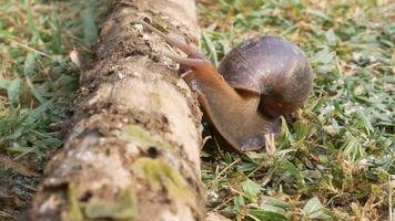 groot slak in schelp kruipen Aan gras veld- in de ochtend- , schroef pomatia ook Romeins slak, bordeaux slak, eetbaar slak of escargot zomer dag in tuin video