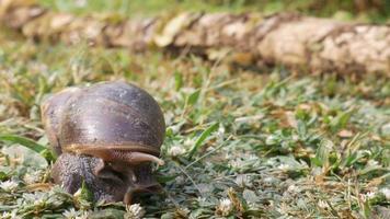 stor snigel i skal krypande på gräs fält i de morgon- , helix pomatia också roman snigel, vinröd snigel, ätlig snigel eller escargot sommar dag i trädgård video