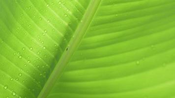 Abstract background of green banana leaves with water drops, rainy season nature concept. video