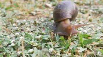 Big snail in shell crawling on grass field in the morning , Helix pomatia also Roman snail, Burgundy snail, edible snail or escargot summer day in garden video