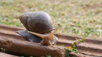 Big snail in shell crawling on grass field in the morning , Helix pomatia also Roman snail, Burgundy snail, edible snail or escargot summer day in garden