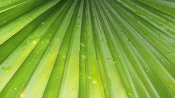 abstrato estampado folha verde com pingos de chuva close-up, conceito de estação chuvosa. video