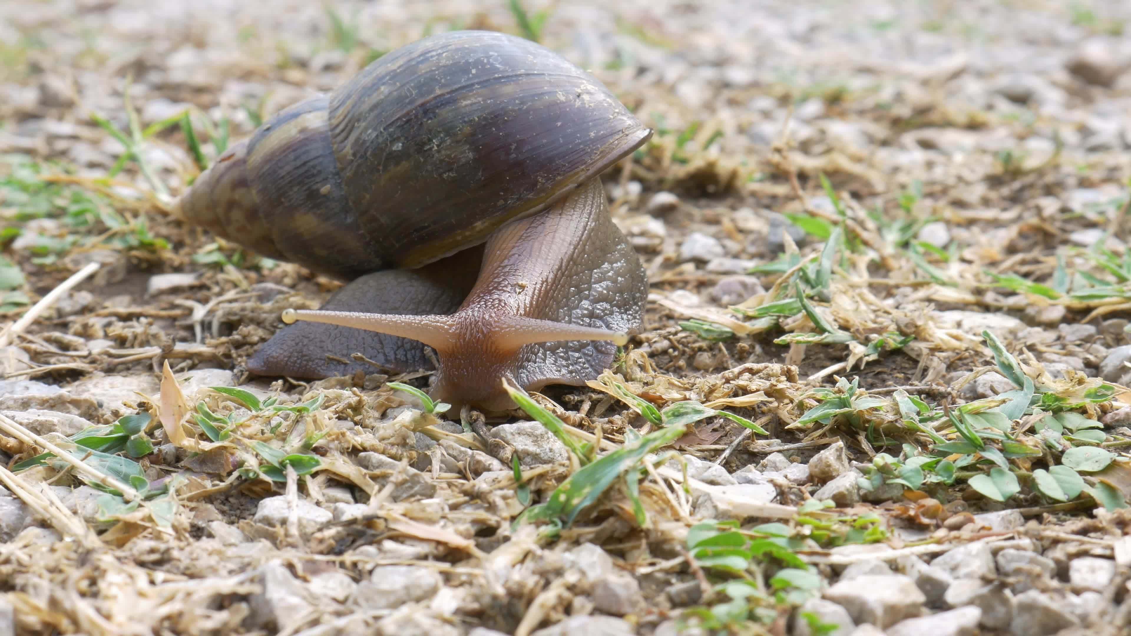 gros escargot en coquille rampant sur le terrain en herbe le matin, helix pomatia aussi escargot