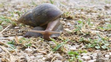 gran caracol en concha arrastrándose en el campo de hierba por la mañana, helix pomatia también caracol romano, caracol burdeos, caracol comestible o escargot día de verano en el jardín video