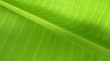 Abstract background of green banana leaves with water drops, rainy season nature concept. video