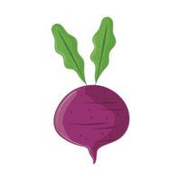 radish vegetable icon vector