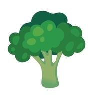 fresh broccoli icon vector