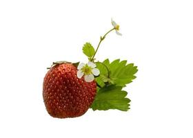 Ripe strawberry on white background photo