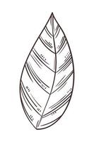 leaf sketch icon vector