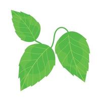 leaves branch icon vector