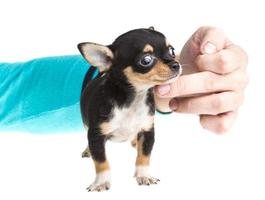 short haired chihuahua puppy in front of a white background photo