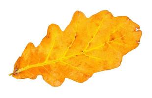 fallen yellow and brown oak leaf isolated photo