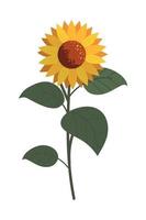 sunflower and leaves vector