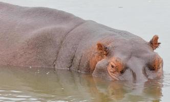 A closeup photo of a Hippo relaxing near the water.