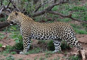 A close-up photo of a male leopard, standing majestically looking at potential prey spotted while on safari in the Sabi Sands game reserve.