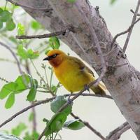 A photo of a Spectacled weaver spotted in the Kruger National Park, South Africa