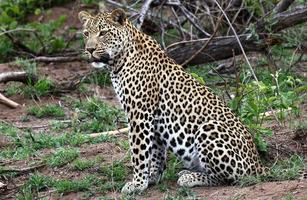 A close-up photo of a male leopard, looking at potential prey spotted while on safari in the Sabi Sands game reserve.