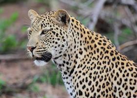 una foto de primer plano de un leopardo, visto durante un safari en la reserva de caza Sabi Sands.