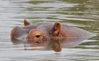 A close-up side view photo of a hippopotamus with only eyes and ears above the waterline.