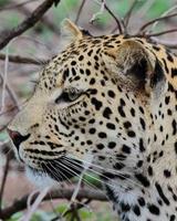 A close-up facial photo of a leopard, spotted while on safari in the Sabi Sands game reserve.