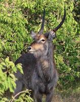 A photo of a lone waterbuck bull spotted in the Kruger National park, South Africa