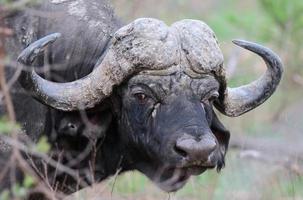 una foto de un viejo toro de búfalo del Cabo con un enorme jefe y cuernos.