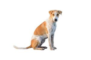 perro marrón sentado sobre un fondo blanco foto