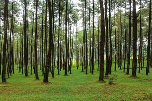 hermosos pinos del bosque de verano foto