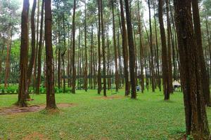 beautiful summer forest pine trees photo