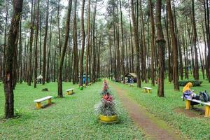 beautiful summer forest pine trees photo