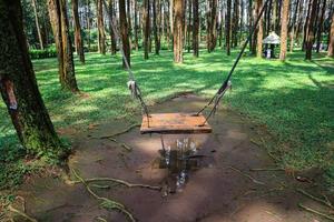 Empty rustic wooden swing hanging by rope on large live pine tree trunk in the indonesian pine forest looking serene peaceful calm relaxing beautiful photo