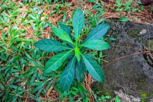 Vernonia Amygdalina or African leaf or bitter leaf. Green leaves of Bitterleaf tree, Nan Fui Chao, Gymnanthemum extensum. photo